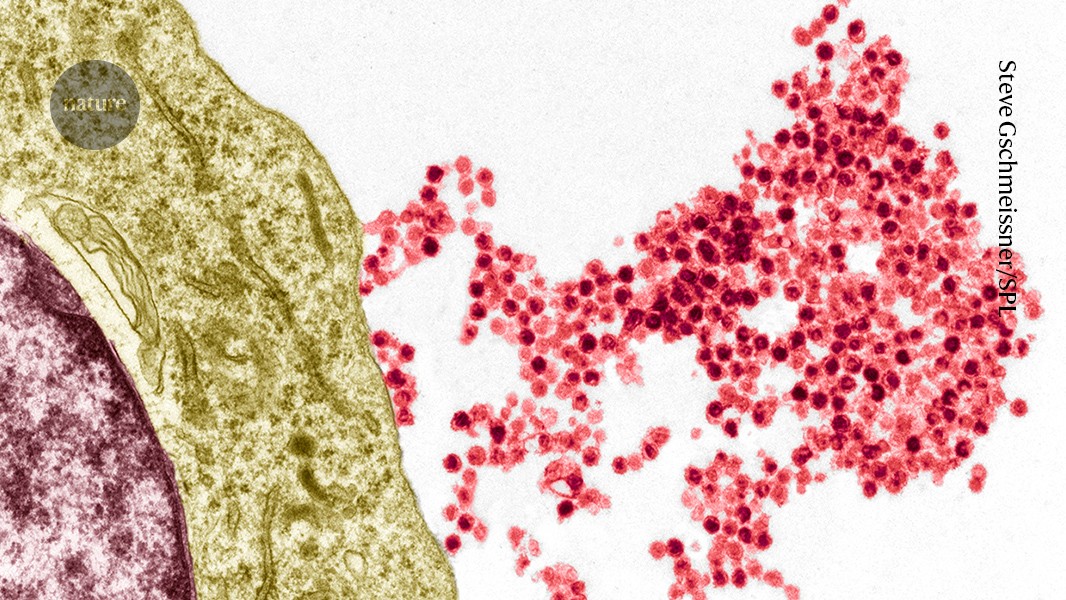 Biologists pinpoint how common virus triggers multiple sclerosis