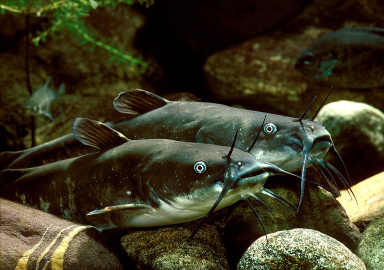 Two adult Brown bullhead catfish, Ameiurus nebulosus resting on the rocky bottom of an aquarium set up.