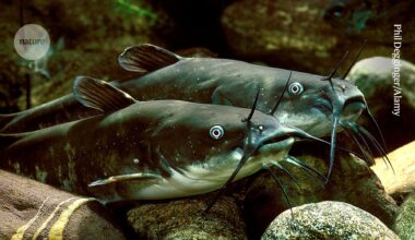 Rare contagious cancer discovered in wild catfish