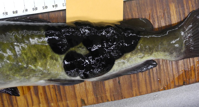 Brown bullhead catfish, Ameiurus nebulosus specimen out of water on a tabletop, showing black tumours visible near the tail.