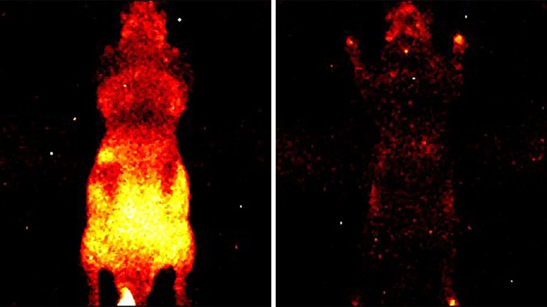 A composite image of a live mouse, glowing brightly in red and yellow, alongside a dead mouse, glowing very faintly in red.