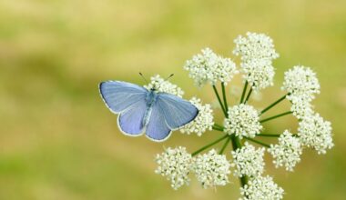 Nottinghamshire voted Holly Blue its favourite butterfly - now it’s time to get out and count them