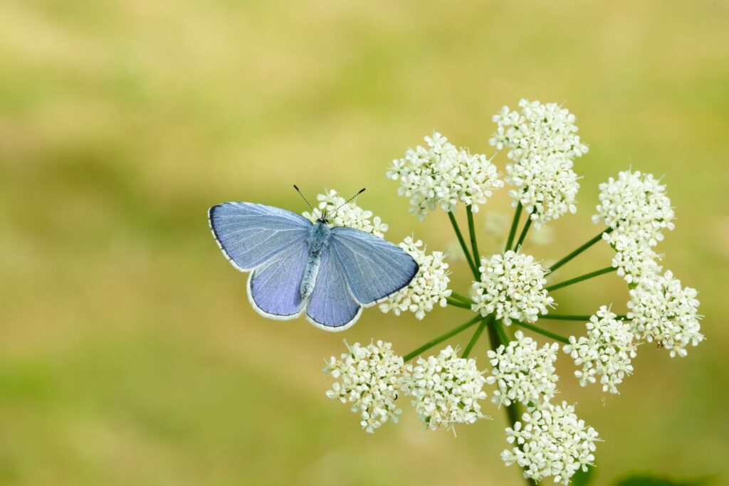 Nottinghamshire voted Holly Blue its favourite butterfly - now it’s time to get out and count them