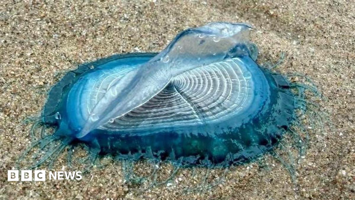 A strange sea creature with lots of white rings in the centre before a deep blue edge with tendrils stretching into the sand. The white rings in the centre have a semi-transparent 'sail' standing up in the middle of the creature.