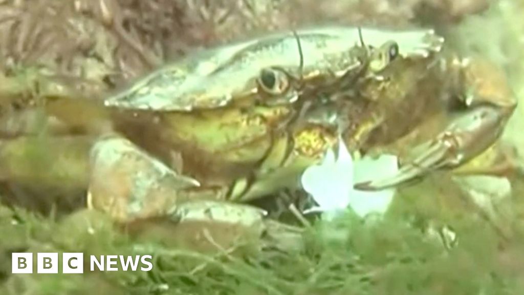 A crab in water.
