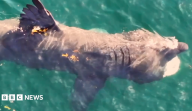 A aerial shot of a large basking shark through green waters on a sunny day. Its fin is above the water.