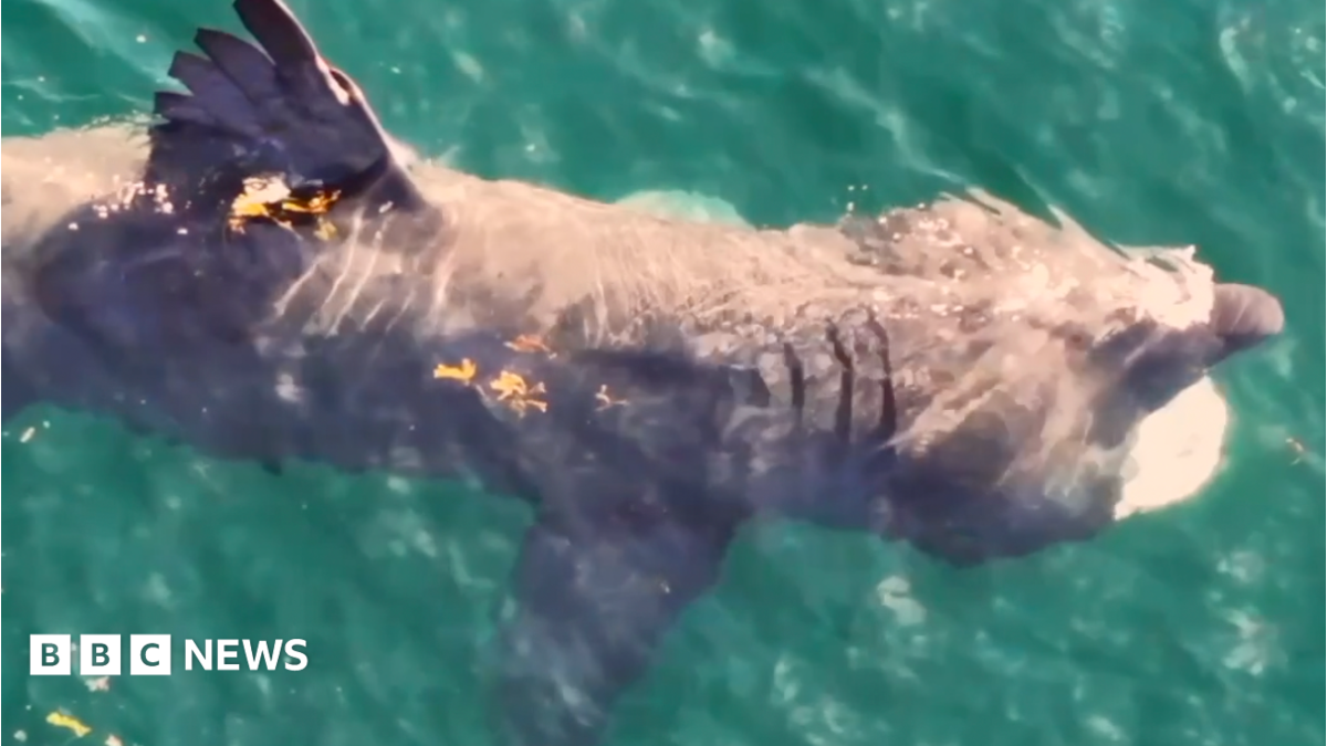 A aerial shot of a large basking shark through green waters on a sunny day. Its fin is above the water.