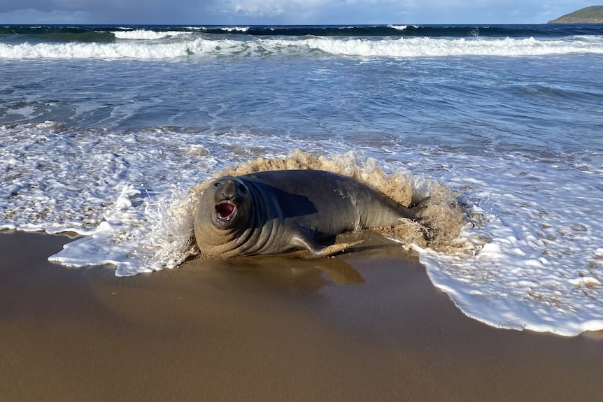 A seal at the water's edge at a beach foreshore.