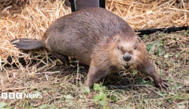 Steve the beaver looking into the camera with his mouth slightly open. He is standing on some grassy woodland with boxes with straw behind him.