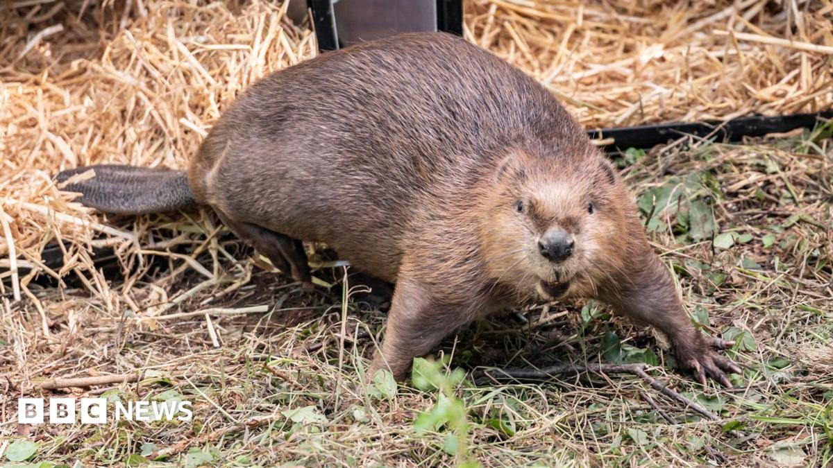 Steve the beaver looking into the camera with his mouth slightly open. He is standing on some grassy woodland with boxes with straw behind him.