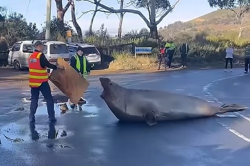Two people attempt to coax a large seal off a road.