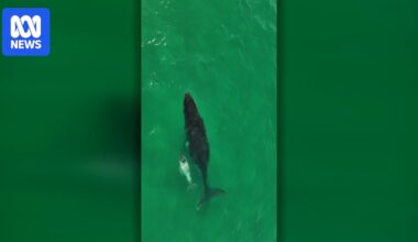 Rare humpback whale calf, believed to be a leucistic, spotted off NSW and Queensland coast