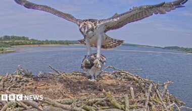 Osprey landing in nest with wings outstretched