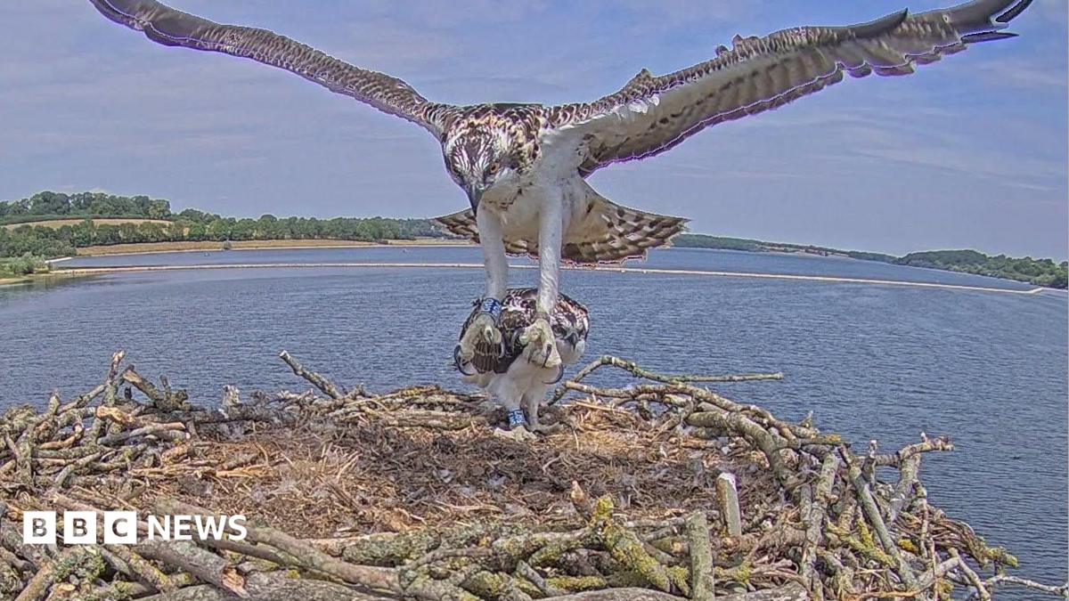 Osprey landing in nest with wings outstretched