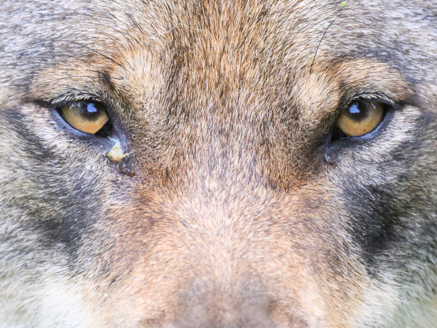 Decline in farm animals preyed upon by wolves by 2025