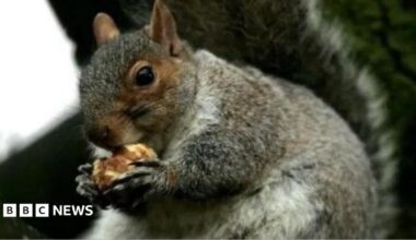 A grey squirrel holding a nut between its paws