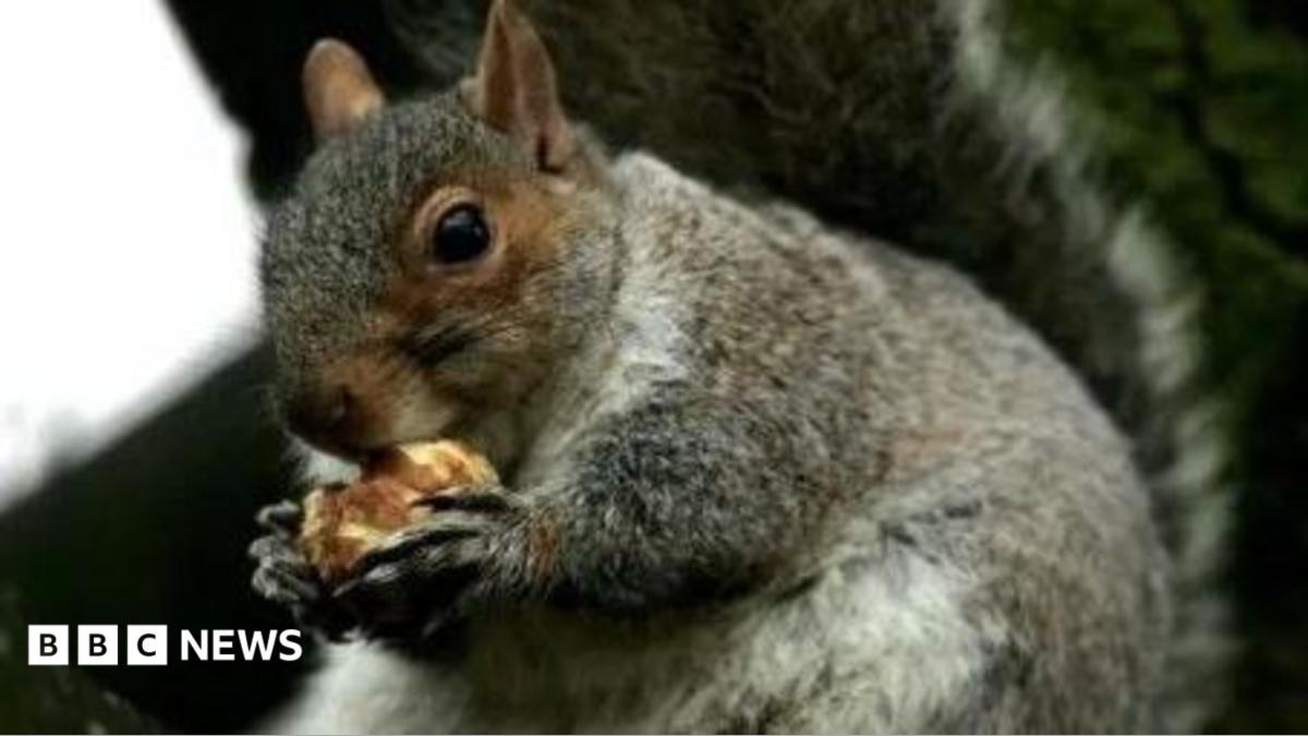 A grey squirrel holding a nut between its paws
