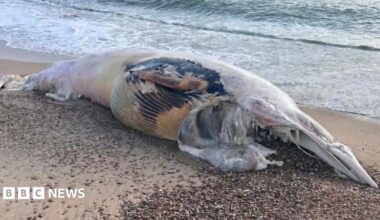 The body of a deceased whale is on sand and shingle on a beach. The sea can be seen lapping at the shore behind the whale.