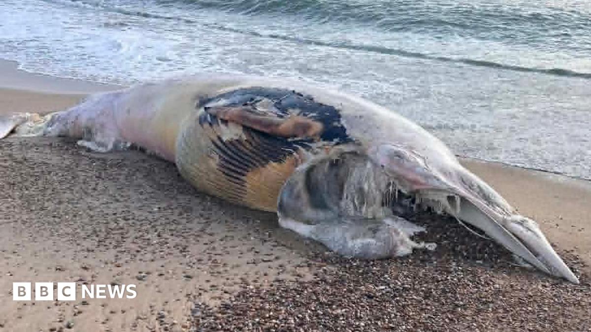 The body of a deceased whale is on sand and shingle on a beach. The sea can be seen lapping at the shore behind the whale.