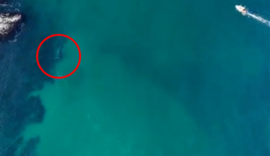 Hunt for owner of rope linked to sad incident 200m off Aussie coast