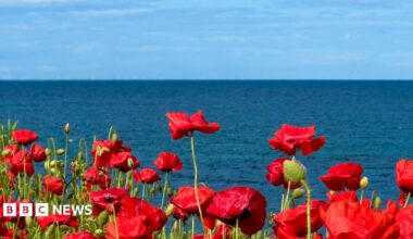 A detailed close up of a row of bright red poppies. In the horizon is a body of water and a clear, bright blue sky.