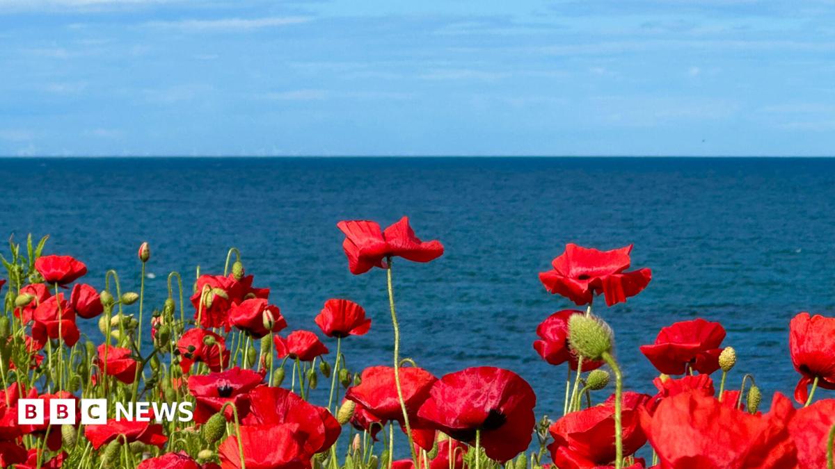A detailed close up of a row of bright red poppies. In the horizon is a body of water and a clear, bright blue sky.