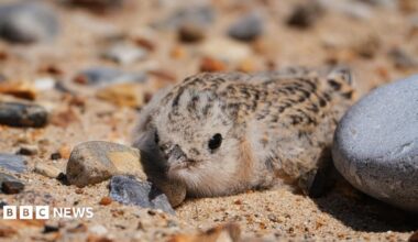 A brown speckled little tern chick nestled among pebbles on sand