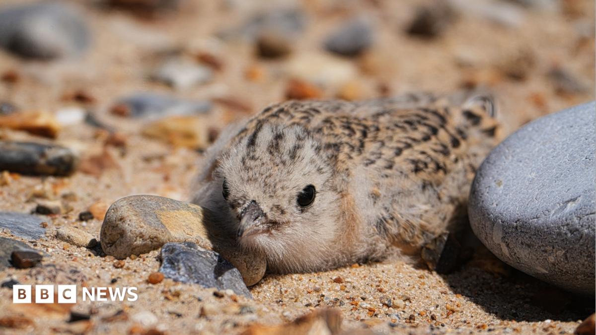 A brown speckled little tern chick nestled among pebbles on sand