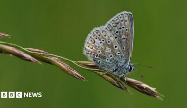 Silver-studded Blue butterfly perched on a flower. It is a metallic blue coloured insect with black dots scatted across its wings.