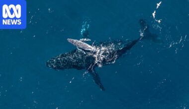 Humpback whale sighted on drone video giving birth at Kingscliff in NSW