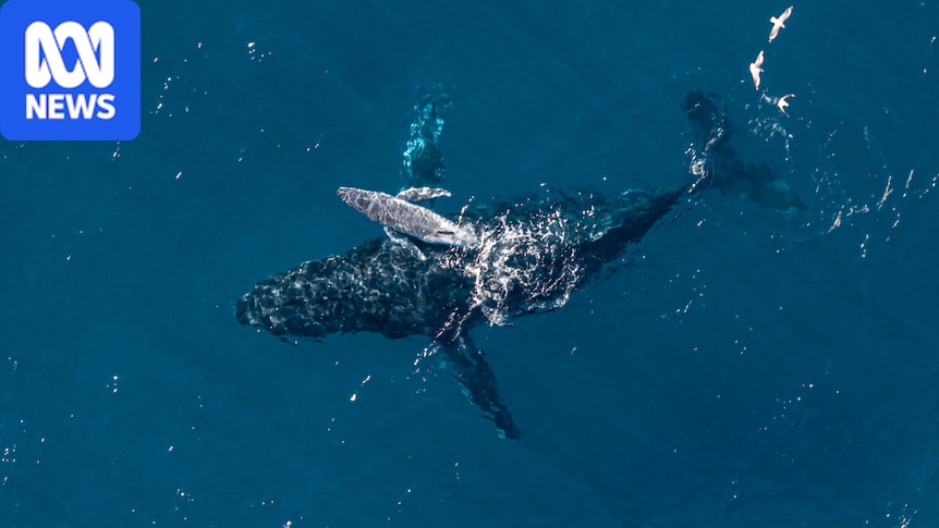 Humpback whale sighted on drone video giving birth at Kingscliff in NSW