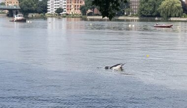 Dolphin found dead on bank of the Thames - London Evening Standard