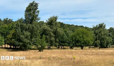 A large field of brown grassland, with a long row of leafy green trees set against a bright blue sky.