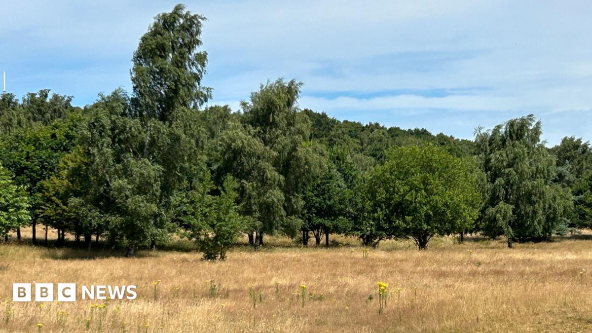 A large field of brown grassland, with a long row of leafy green trees set against a bright blue sky.