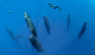 Blowing bubbles helps vertical sperm whales sleep soundly - The Times