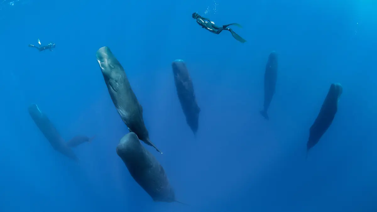 Blowing bubbles helps vertical sperm whales sleep soundly - The Times