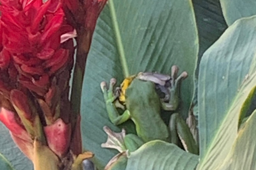 A green frog holding a yellow bird in its mouth while sitting on a leaf.
