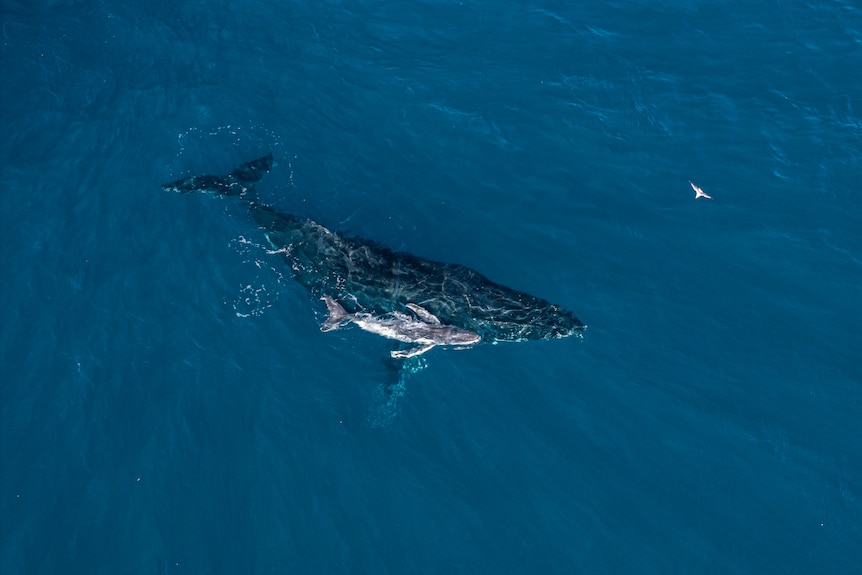 A humpback swimming with it's calf by its side