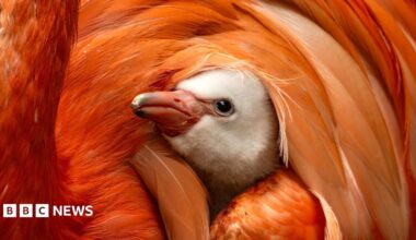 A flamingo chick looking up. It is sat with its face poking out of the parent flamingos feather.