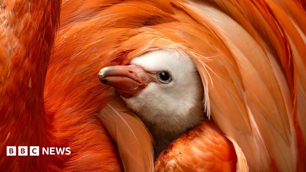 A flamingo chick looking up. It is sat with its face poking out of the parent flamingos feather.