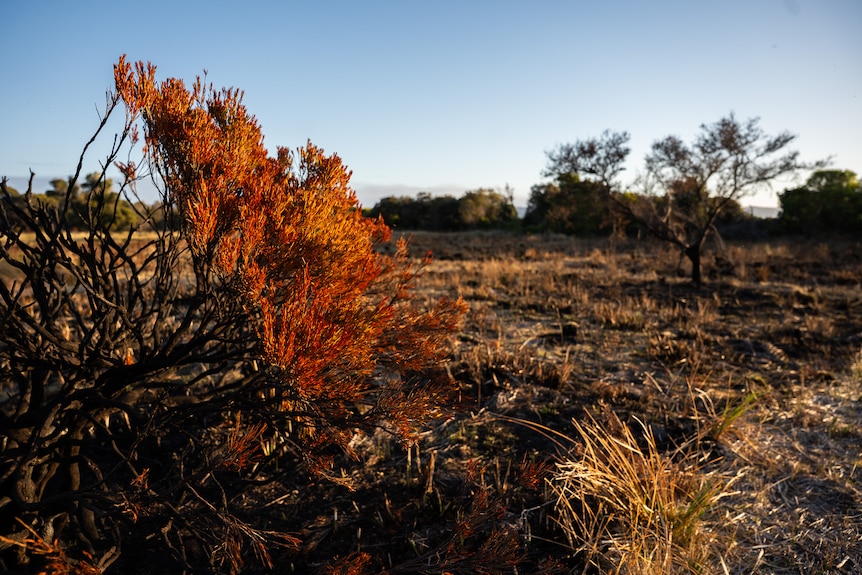 A burnt landscape begins to regenerate, including a black tree with bright orange leaves.