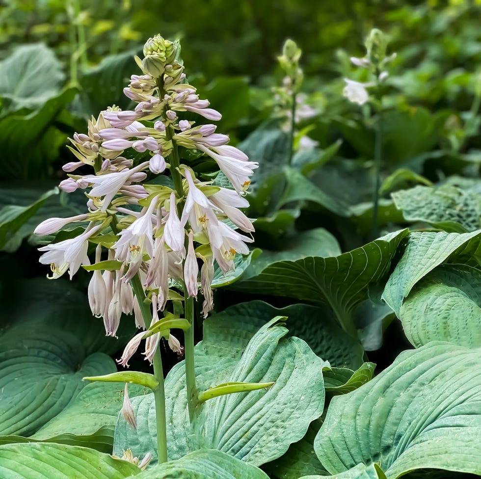 What to do with hostas after flowering hosta plants blooming in the home garden