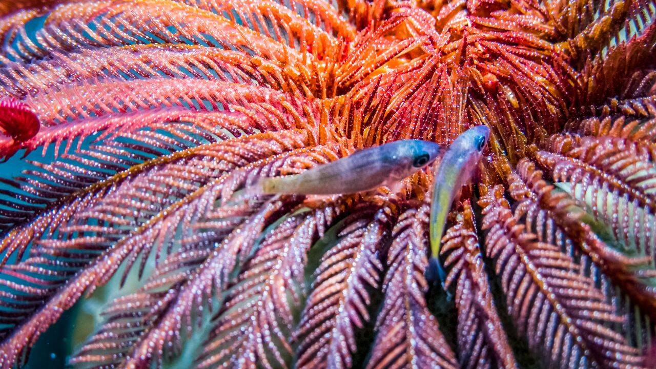 Feather Star (representative image from Canva) feather star