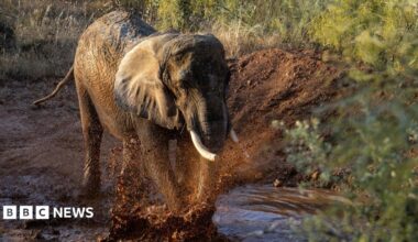A grey elephant moves through a muddy puddle within a sanctuary.