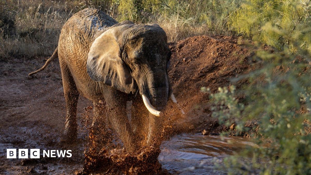 A grey elephant moves through a muddy puddle within a sanctuary.