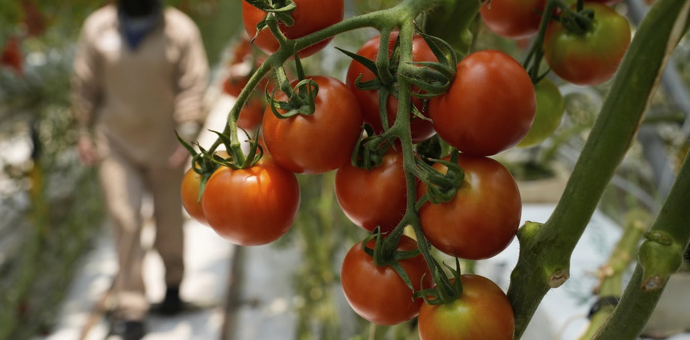 A perfect storm of factors is driving up US produce prices, but shoppers can still save