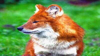 The United States in the late 1970s captured the last remaining wild red wolves after hybridisation and habitat loss pushed the species toward extinction; captive breeding later made it possible to return wolves to the wild in North Carolina
