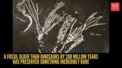 A fossil older than dinosaurs by 200 million years has preserved something incredibly rare