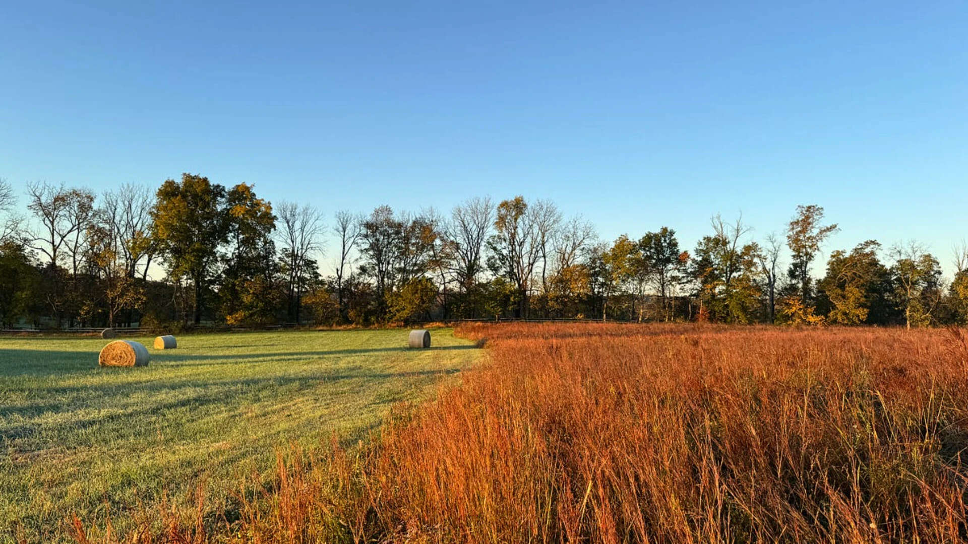 From hayfield to native meadow From hayfield to native meadow<br>