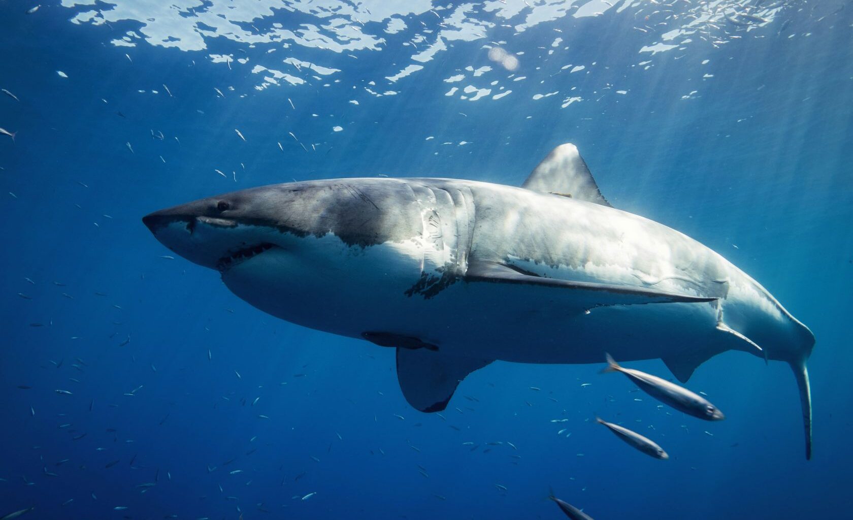 Large shark sighted off Nazaré during marine observation tour in Portugal